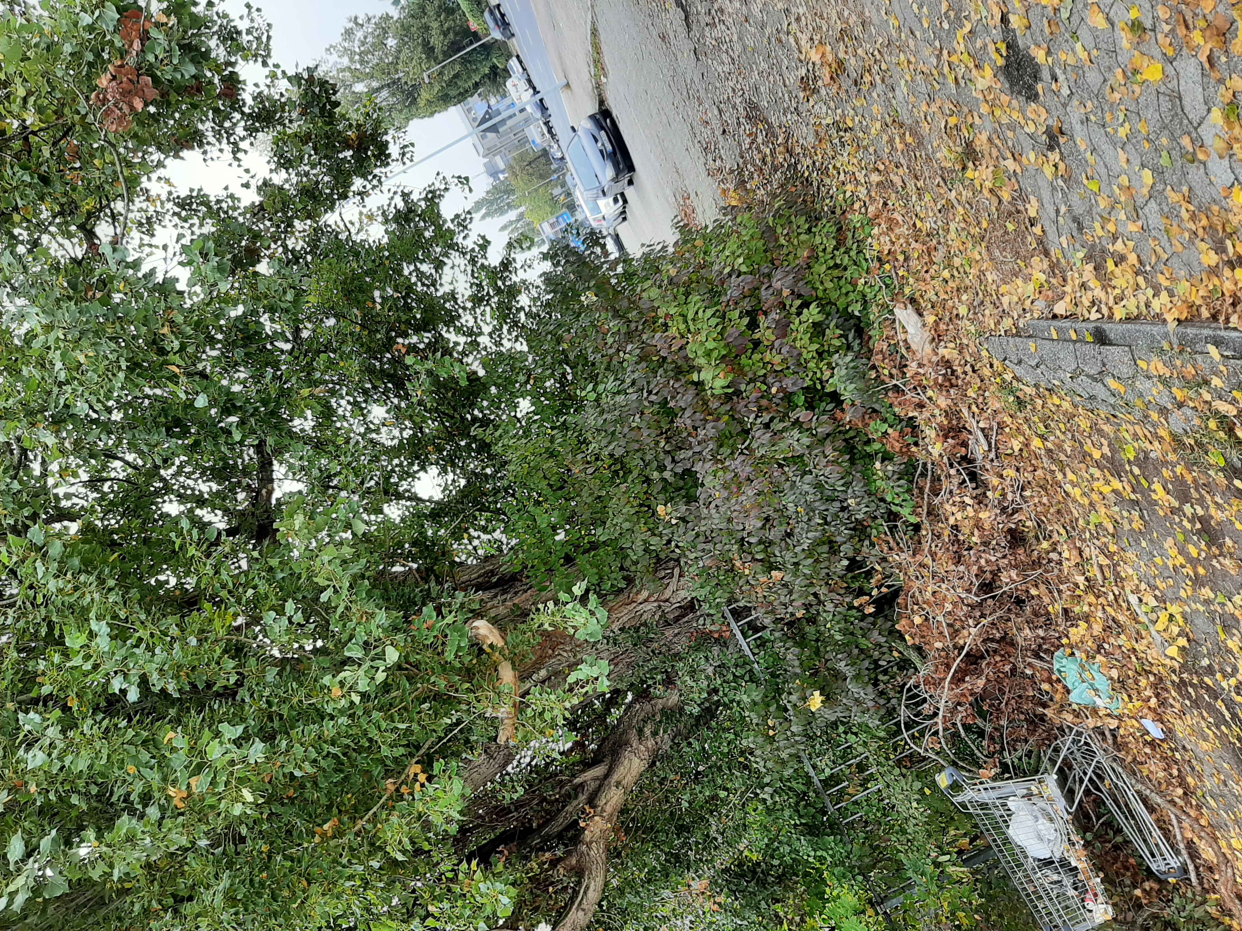 Open311 file from 2025-10-16 11:32:39