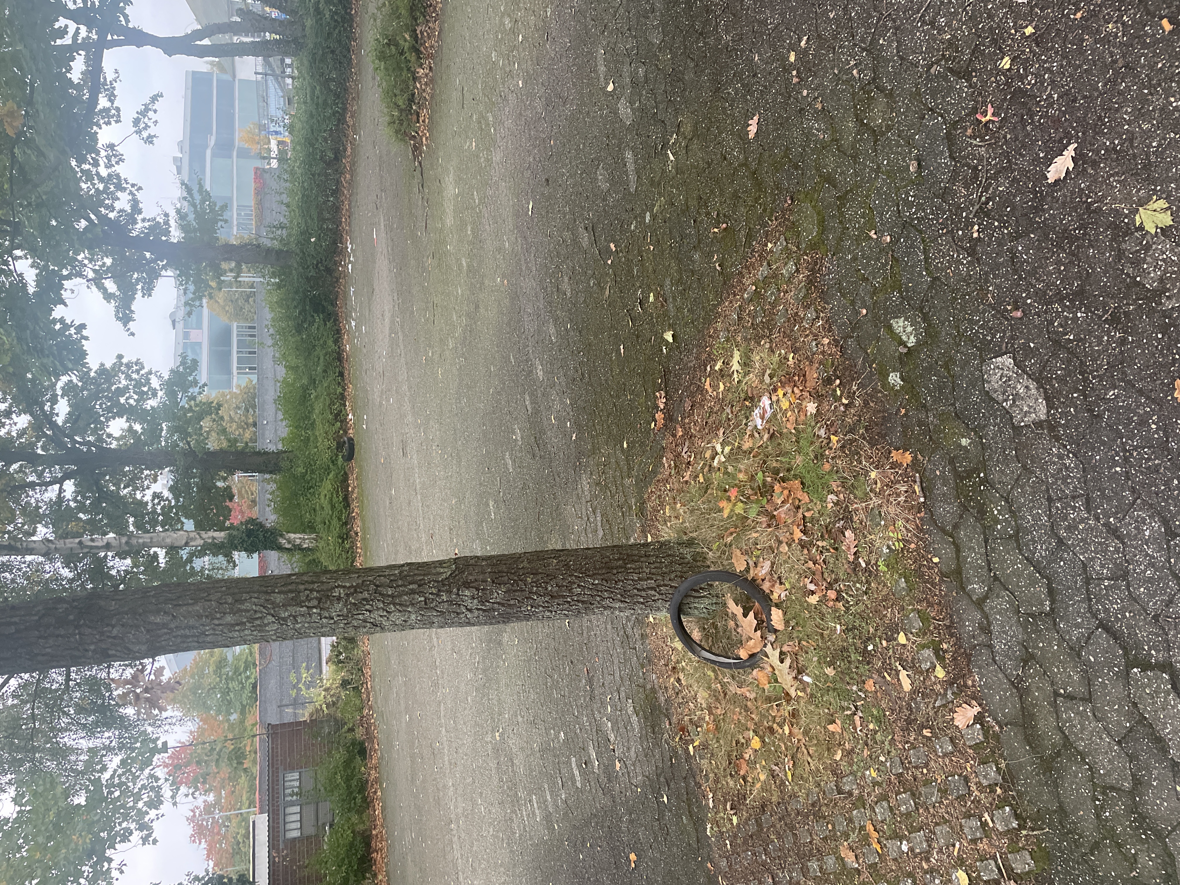 Open311 file from 2025-10-07 08:11:19