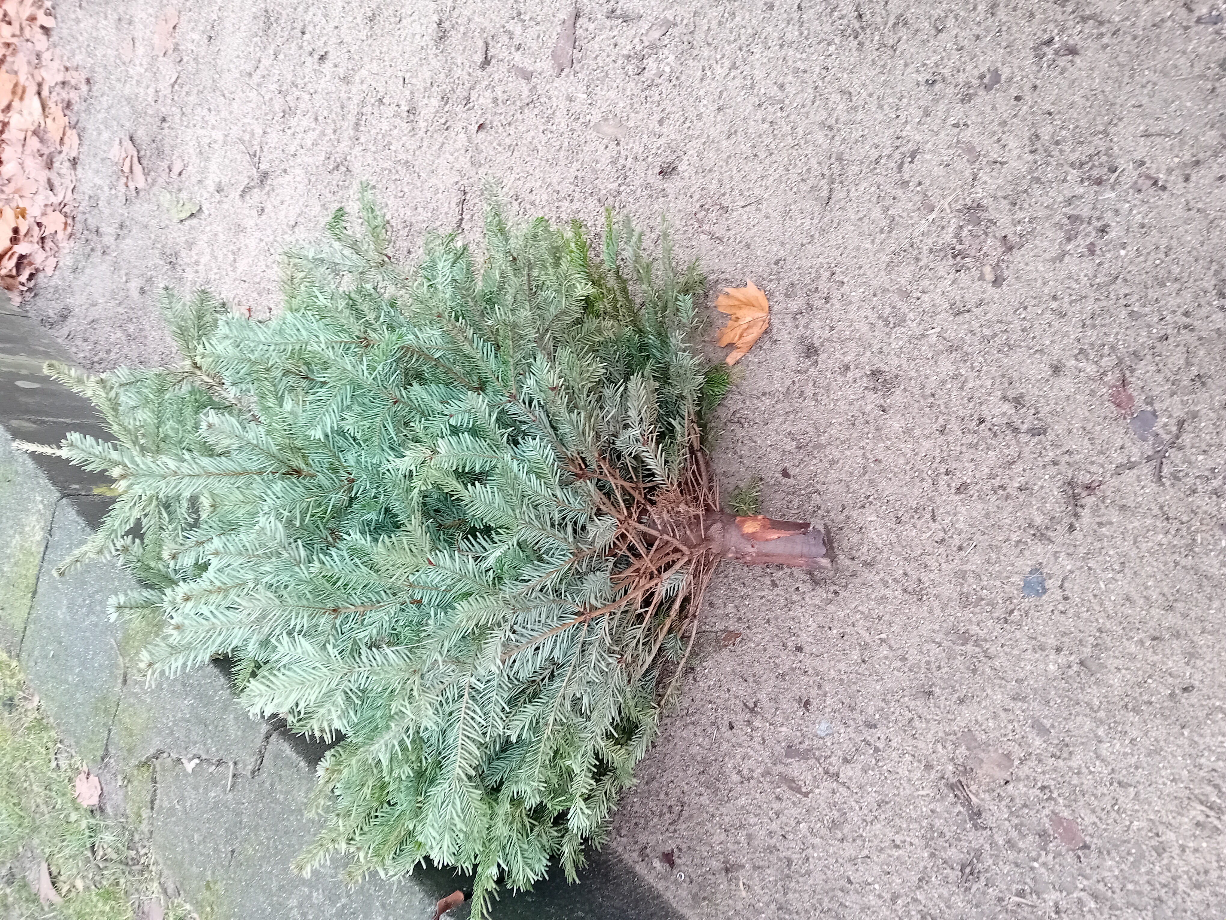 Open311 file from 2026-01-29 14:19:35