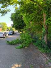 Buchenast Gehweg.