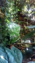 Open311 file from 2025-07-03 08:03:55