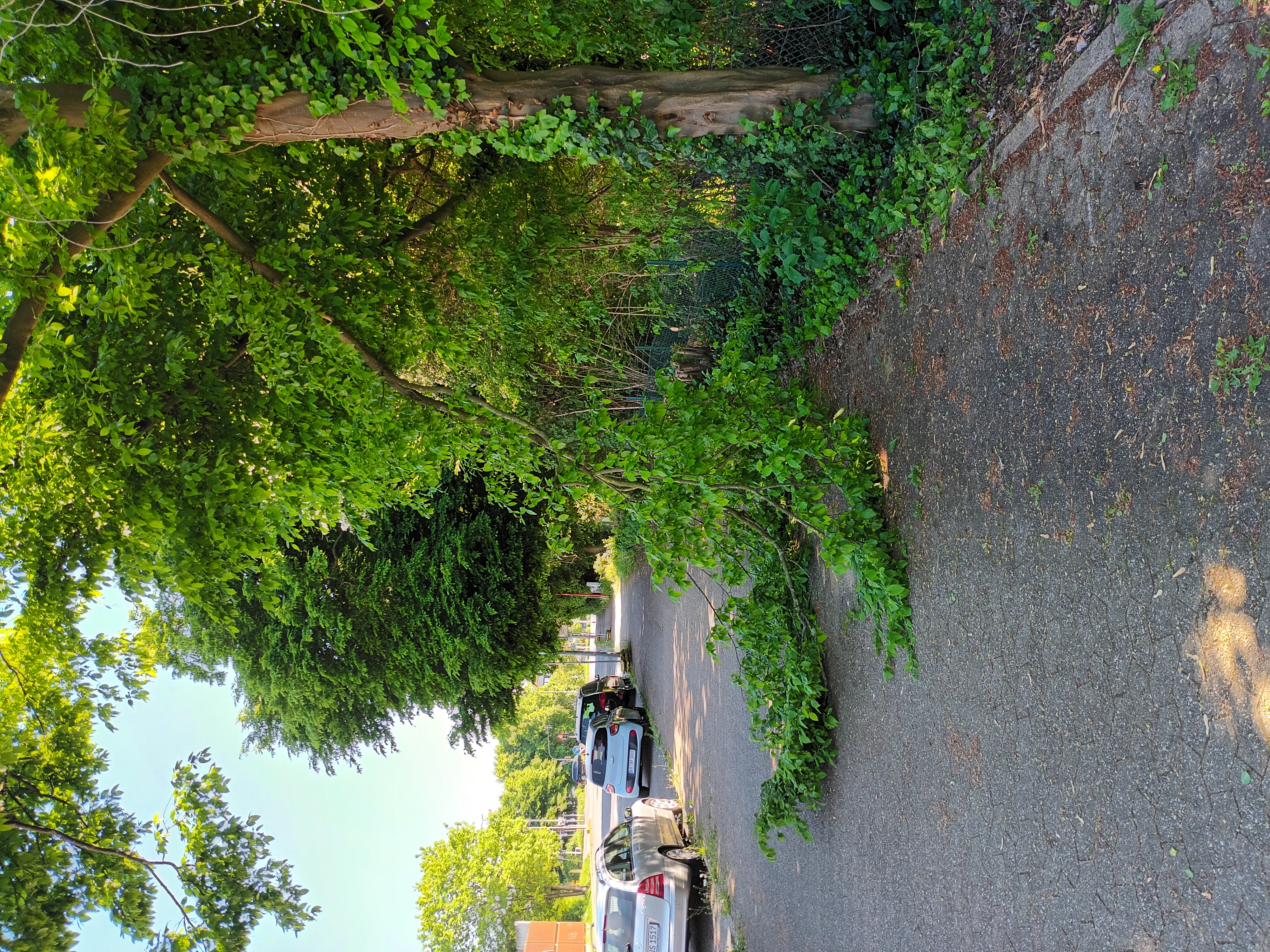 Buchenast Gehweg.